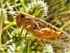 Calliptamus sp.